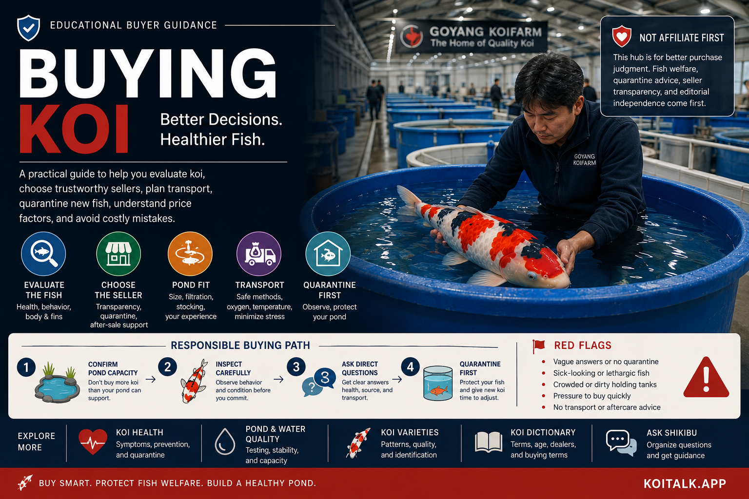 Buying Koi practical guide for healthy choices and quarantine