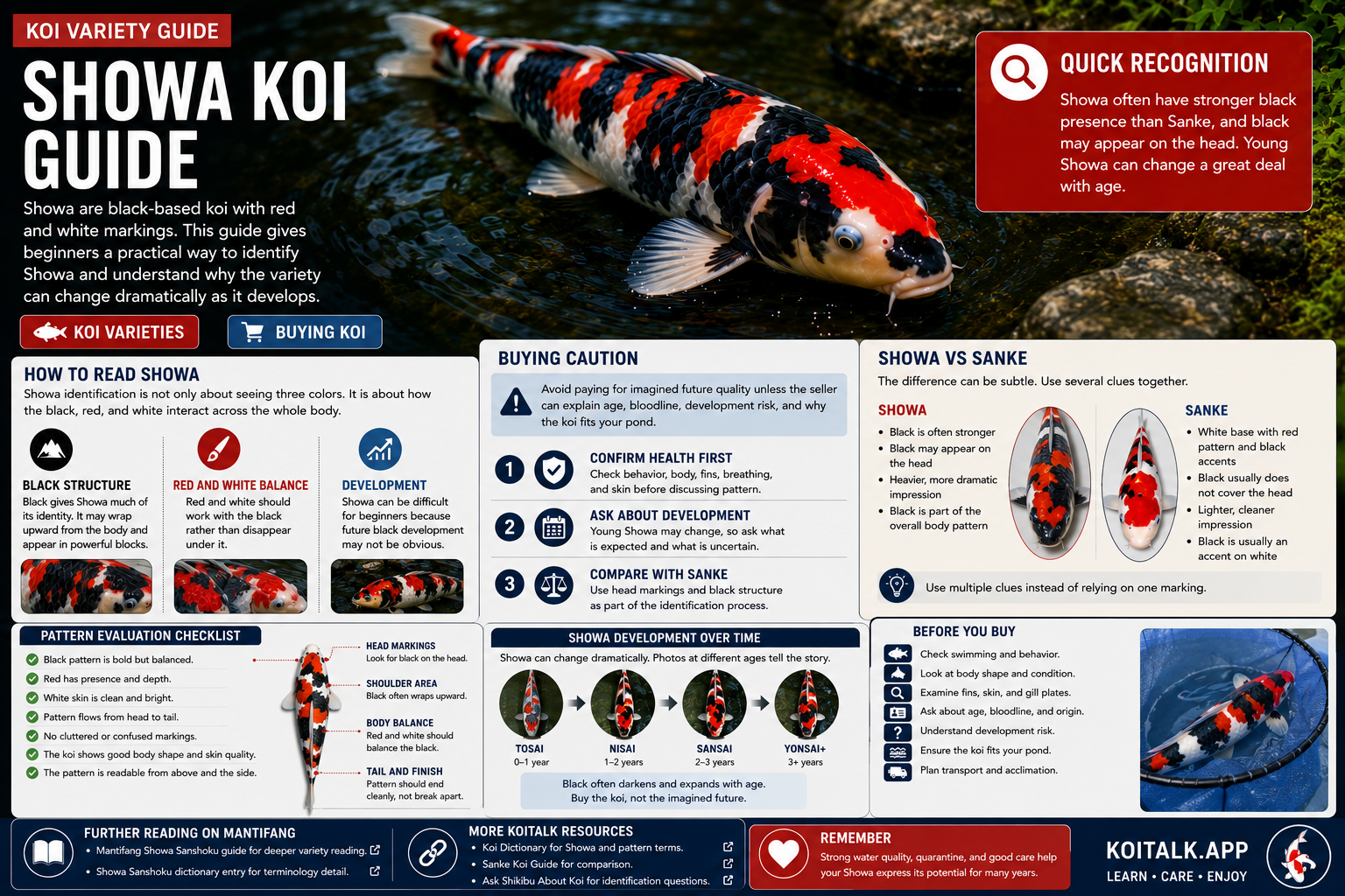Showa koi guide showing black red and white Showa koi pattern