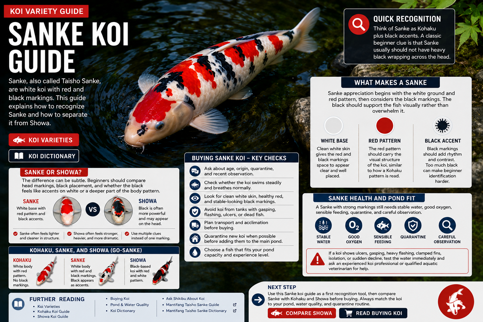 Sanke koi guide showing Taisho Sanke with red and black markings on white skin