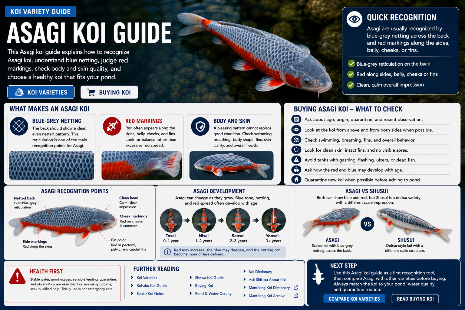 Asagi koi guide showing blue netting and red markings