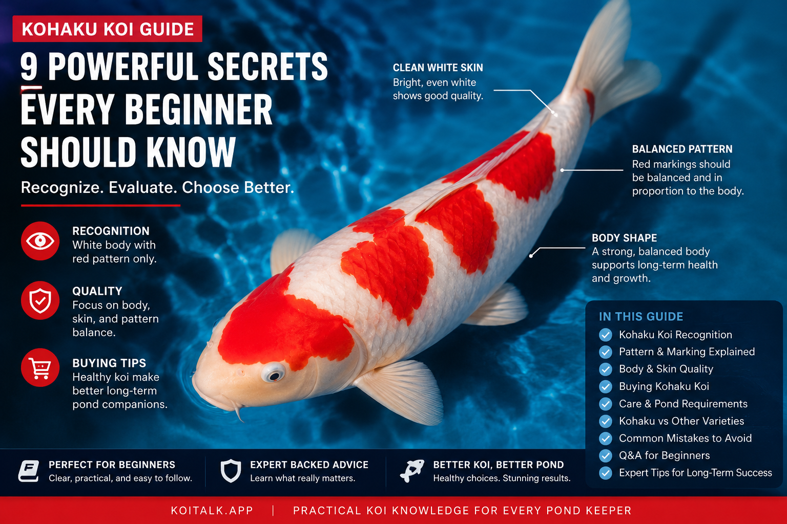 Kohaku koi guide with white skin and red pattern in a koi pond